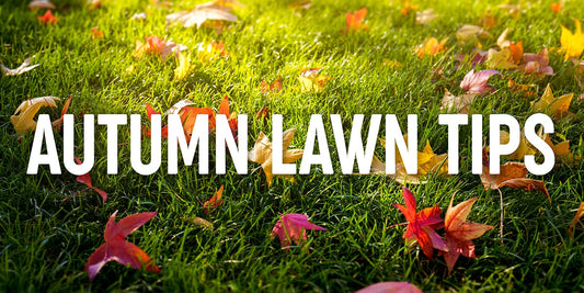 Fall Feeding: The Secret To A Luscious Spring Lawn