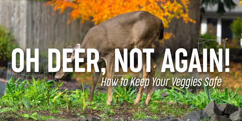 How to Save Your Veggies from Hungry Visitors