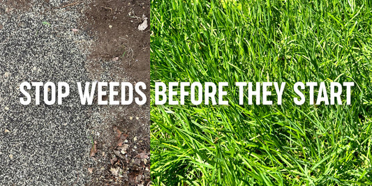 Get Proactive for a Weed Free Lawn