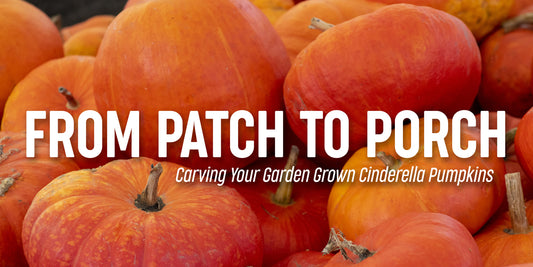 Cinderella’s Midnight Glow: How to Carve the Perfect Pumpkin for Halloween