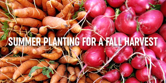 Sow Now, Reap Later: A Guide to Summer Planting for Fall Harvest