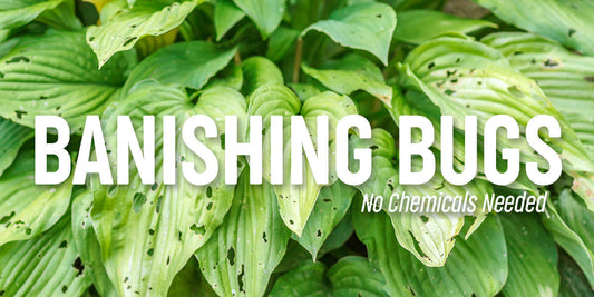 Natural Pest Control: The Best Plants to Repel Garden Pests