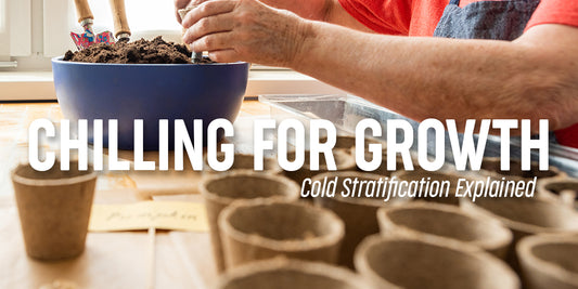 What is Cold Stratification, and Why Is It Essential for Some Seeds?