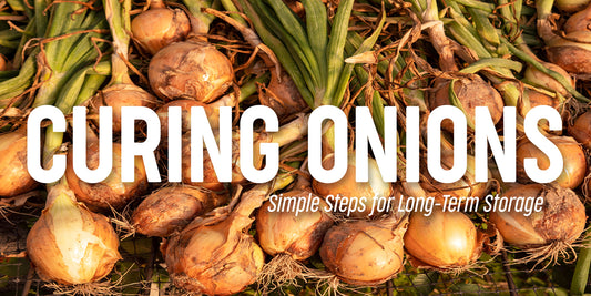 A Simple Guide on Making the Most of Your Onion Harvest