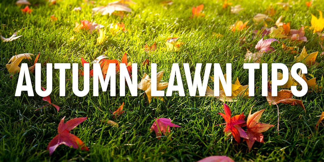 Fall Feeding: The Secret To A Luscious Spring Lawn
