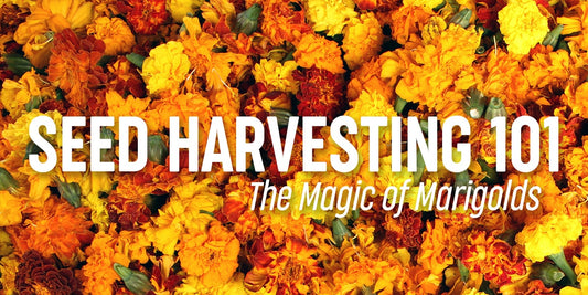 Harvesting Marigold Seeds: A Step-by-Step Guide