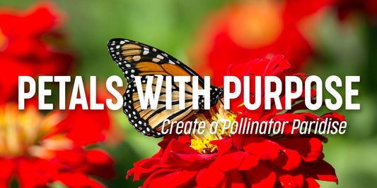 The Pollinator Garden: How to Attract Bees, Butterflies & More