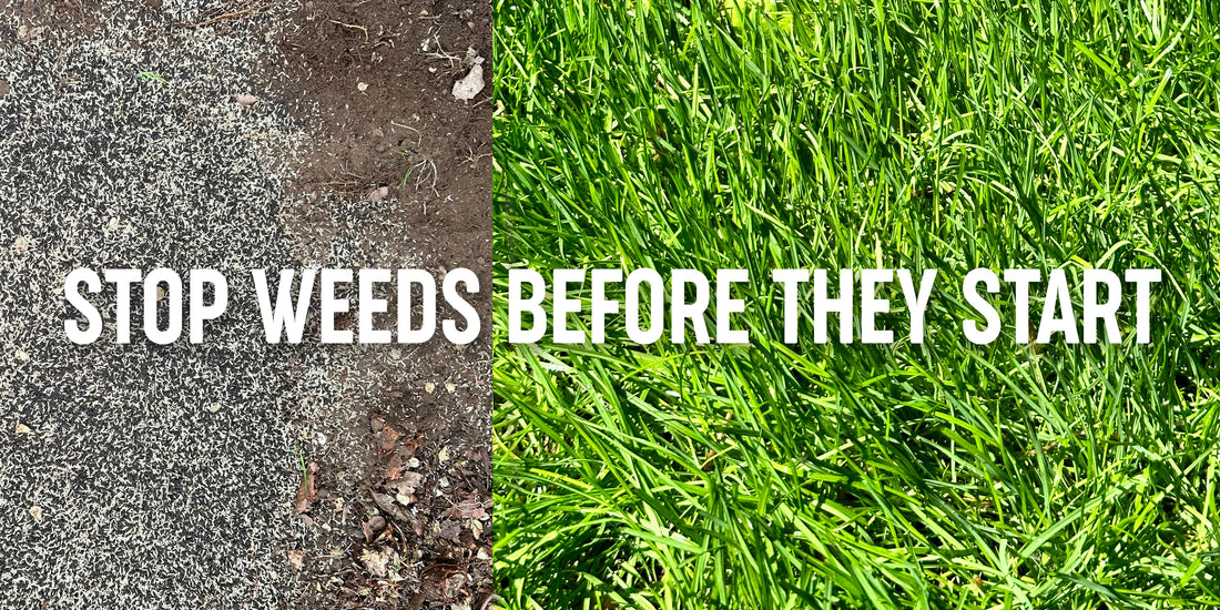 Get Proactive for a Weed Free Lawn