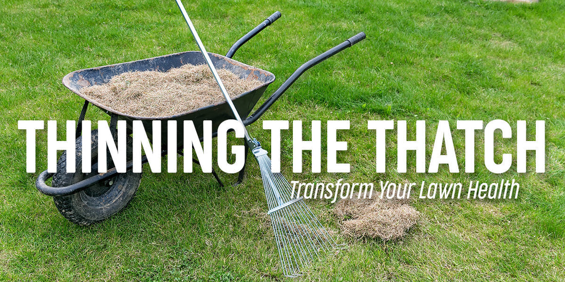 How Thinning The Thatch Can Transform Your Lawn Health