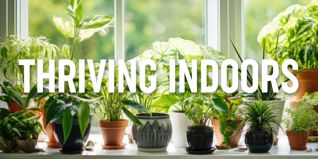 Thriving Indoors: The Power of Houseplant Food Mini Spikes