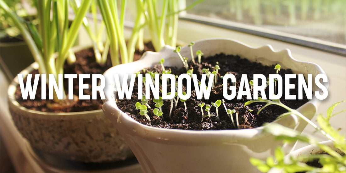 Thriving in Winter: A Guide to Indoor Windowsill Gardening