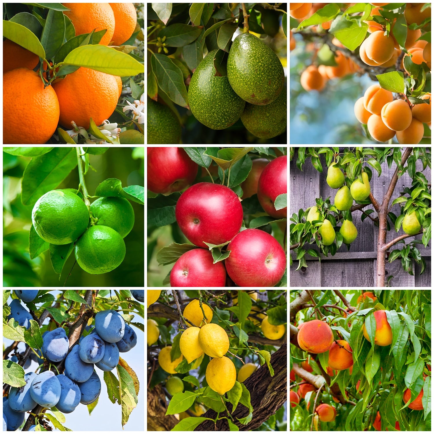 Several Pictures of Fruit 