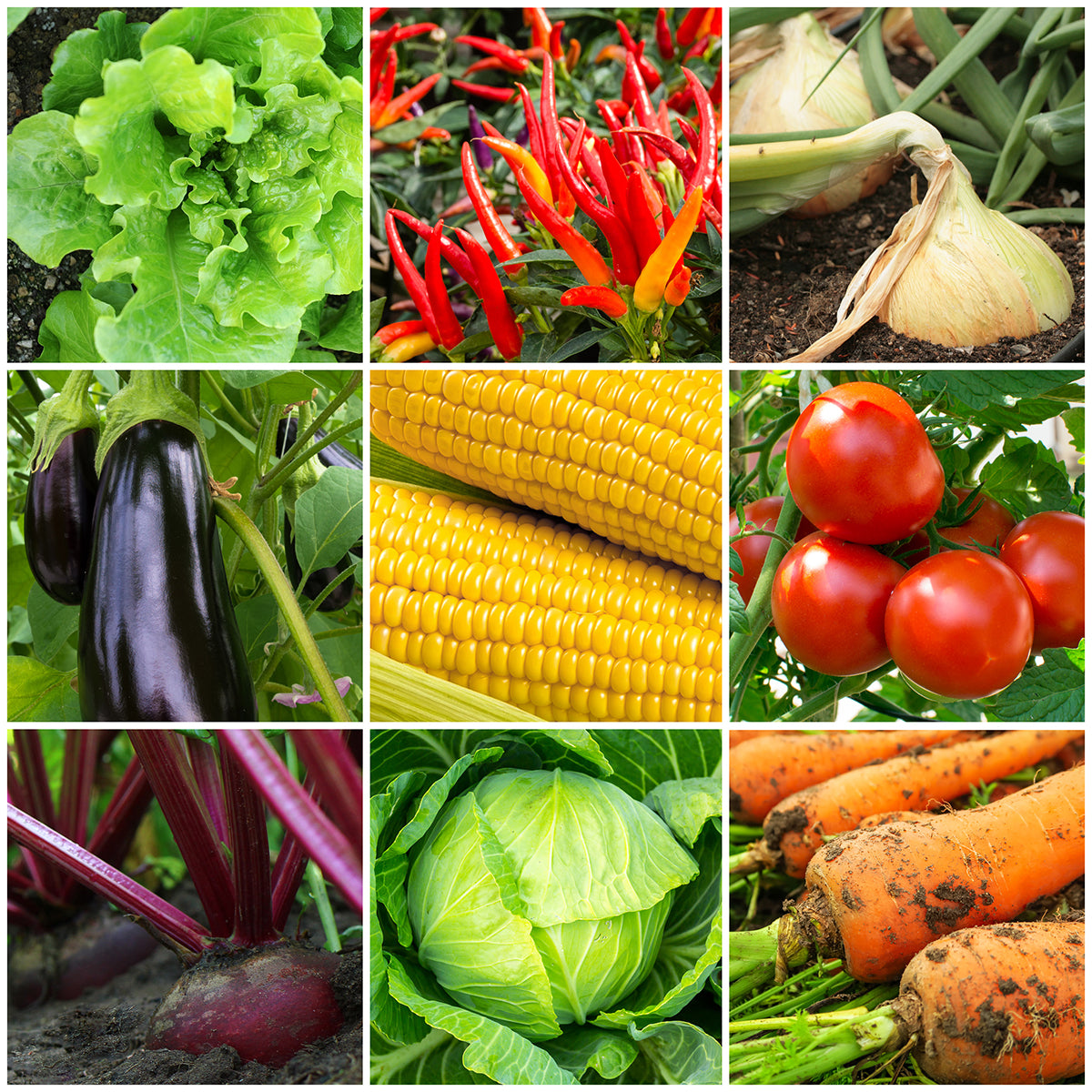 Grid of pictures of Vegetables 
