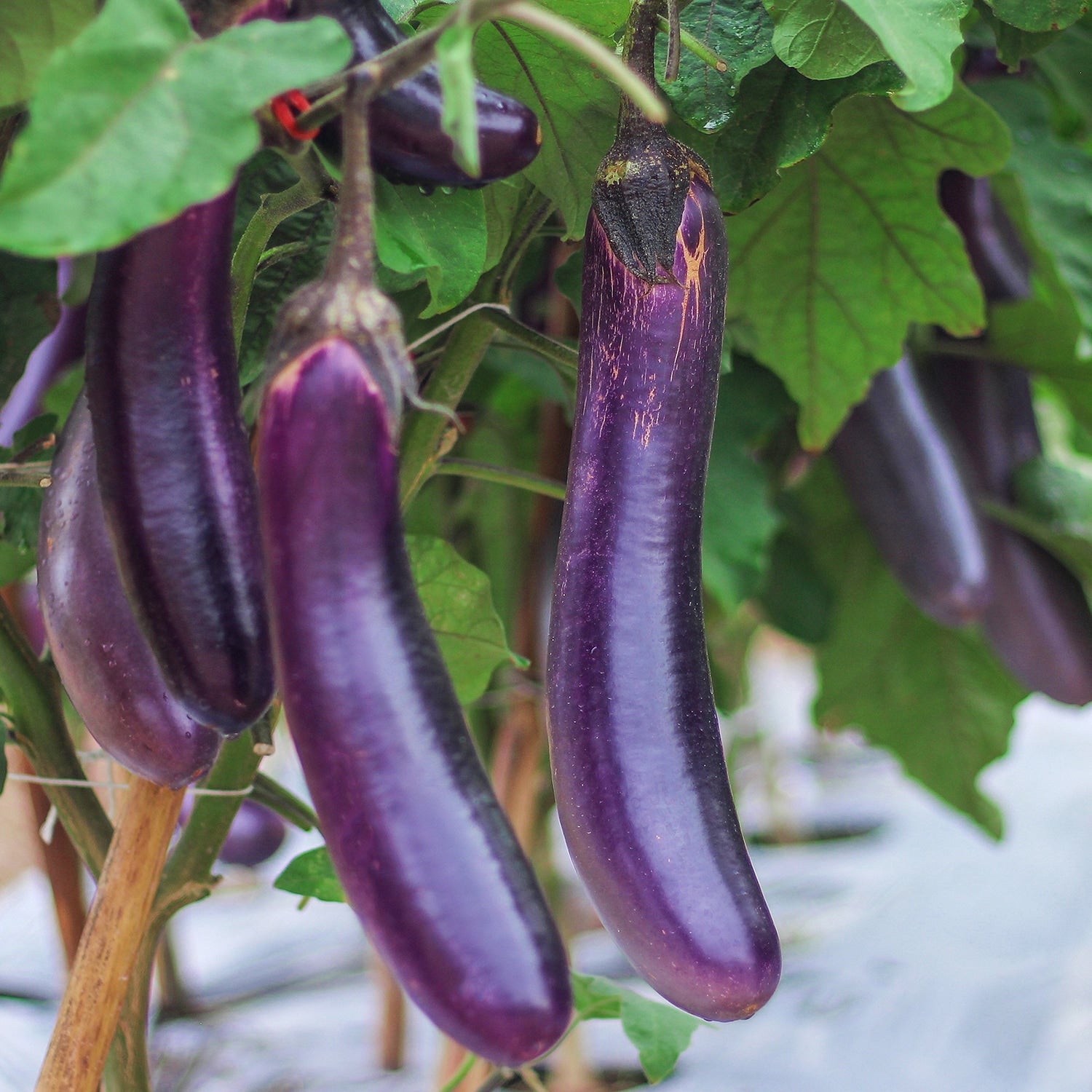 Long Eggplant Growing 