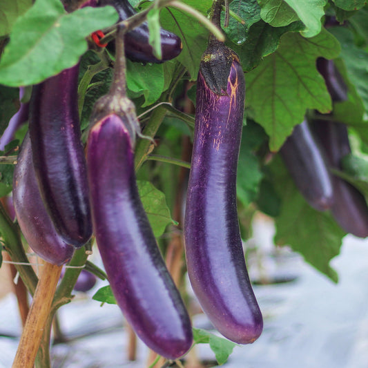 Purely Organic Long Purple Eggplant Seeds - USDA Organic