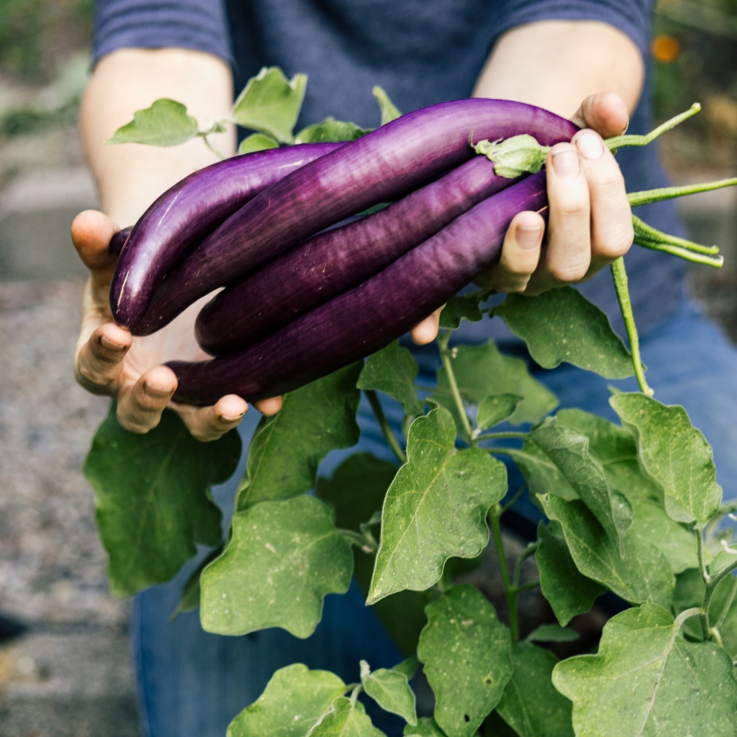 Long Eggplant harvested 