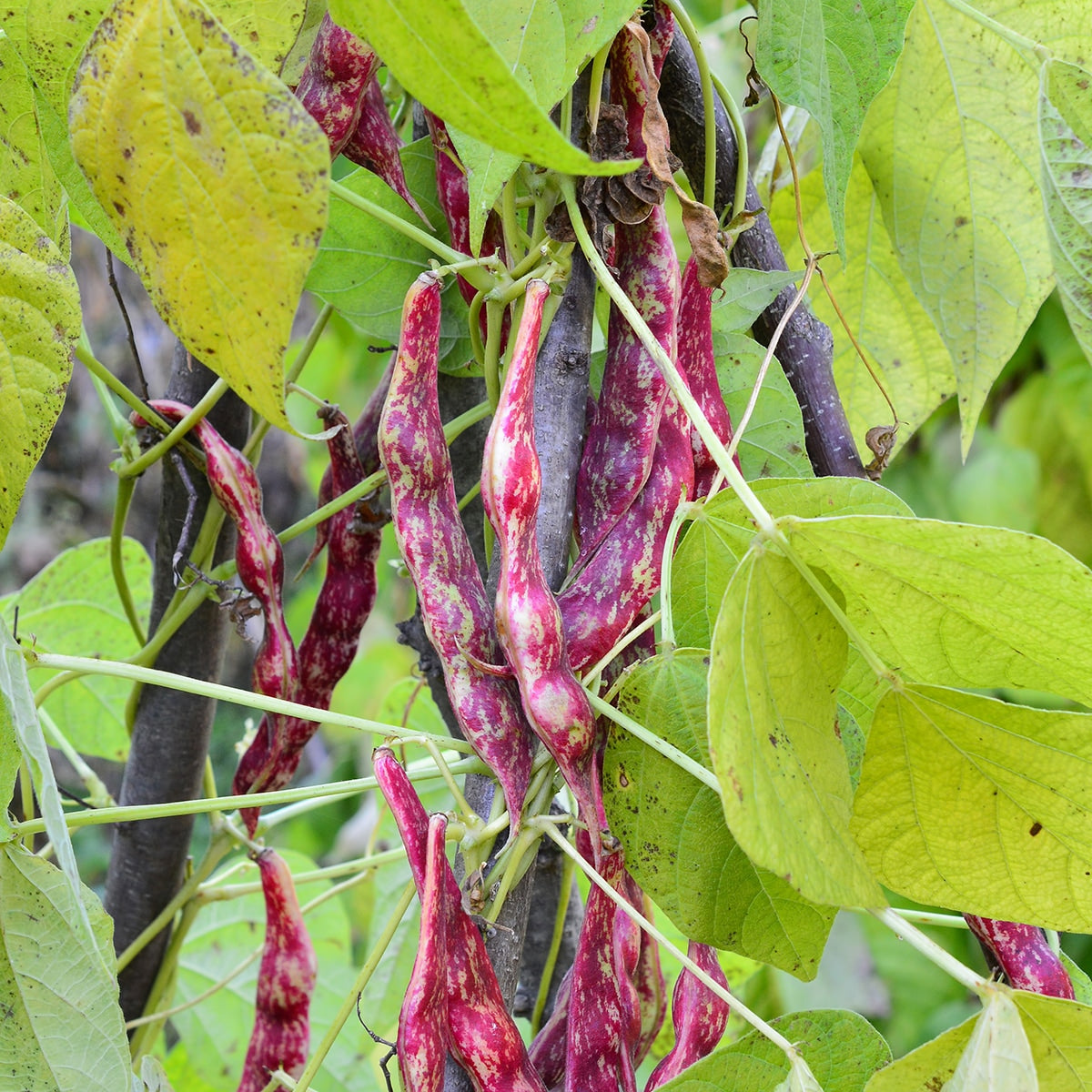 pinto beans seeds to plant Purely Organic Pinto Beans - USDA Organic 5 Packets (100 Grams