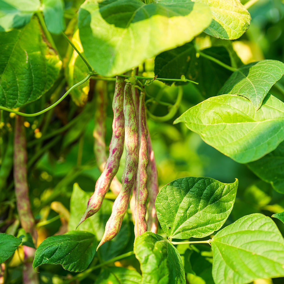 Pinto Beans Growing 