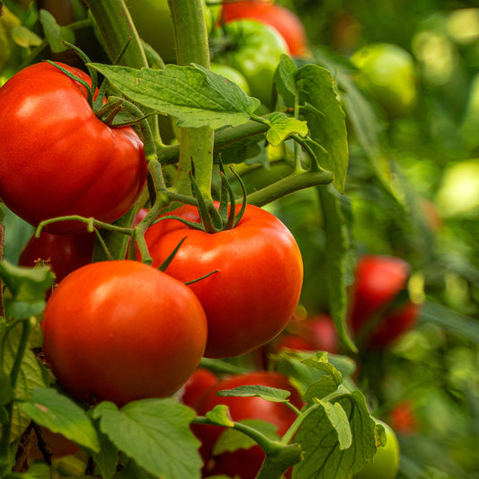 Purely Organic Ponderosa Red Beefsteak Tomato Seeds - USDA Organic
