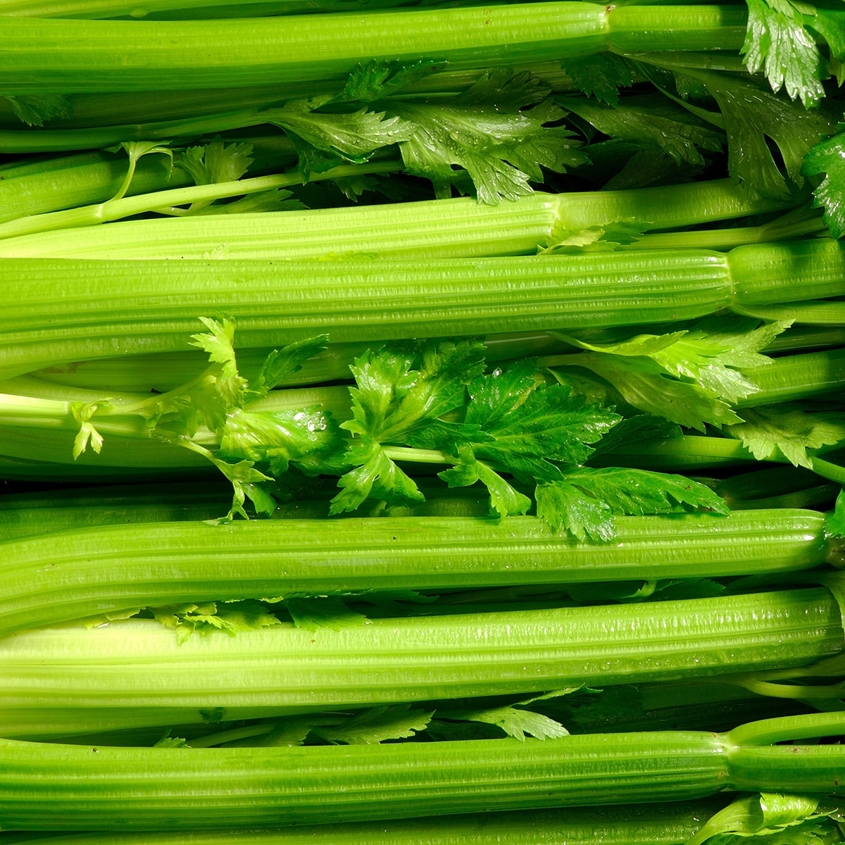 Purely Organic Utah Tall Celery Seeds - USDA Organic