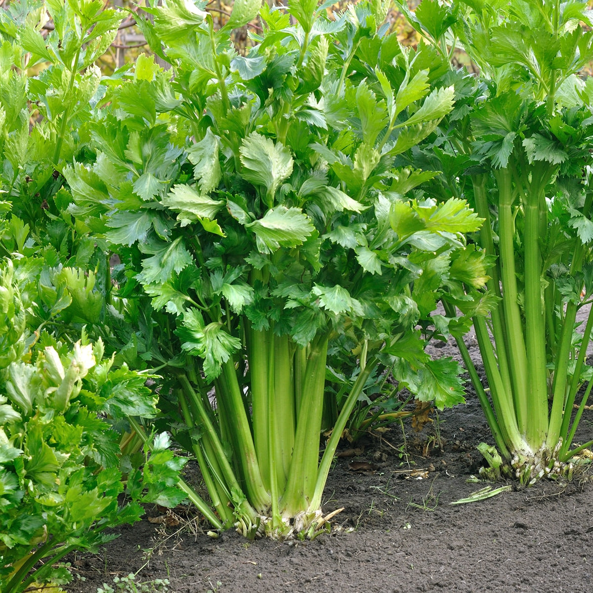 Celery Growing 