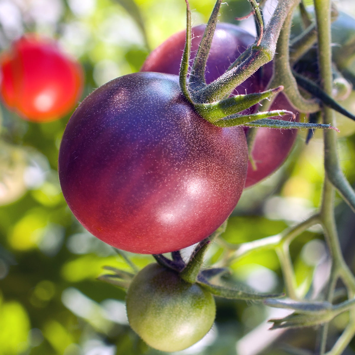 Tomatoes Growing On Vine 