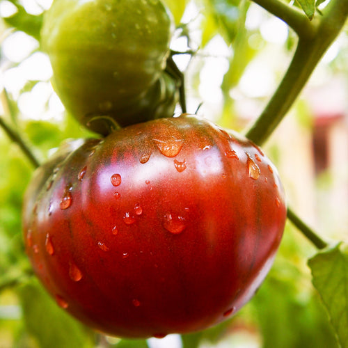 Tomato Growing on a vine 