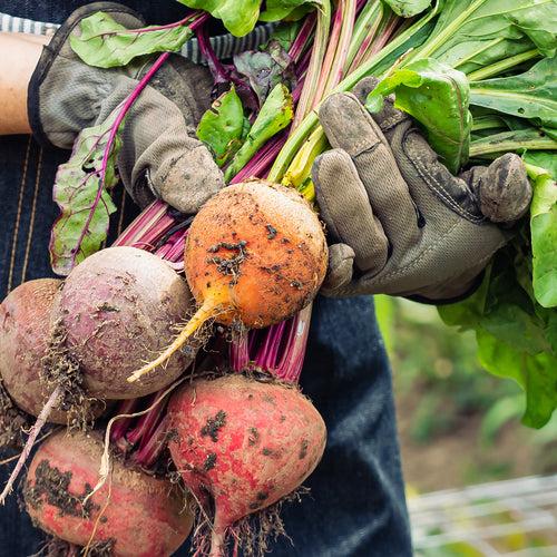 Hands holding picked beets