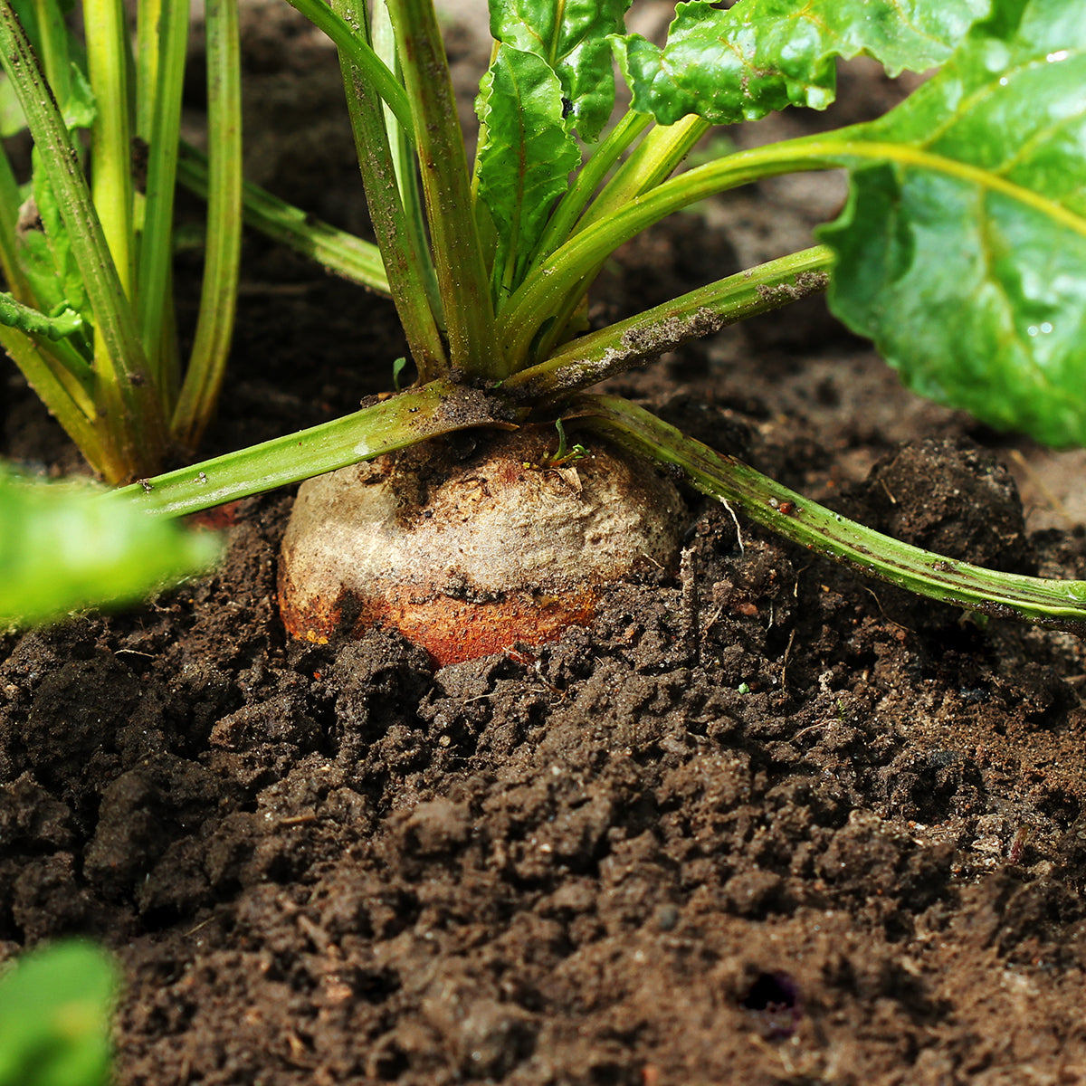 Beets in the ground 