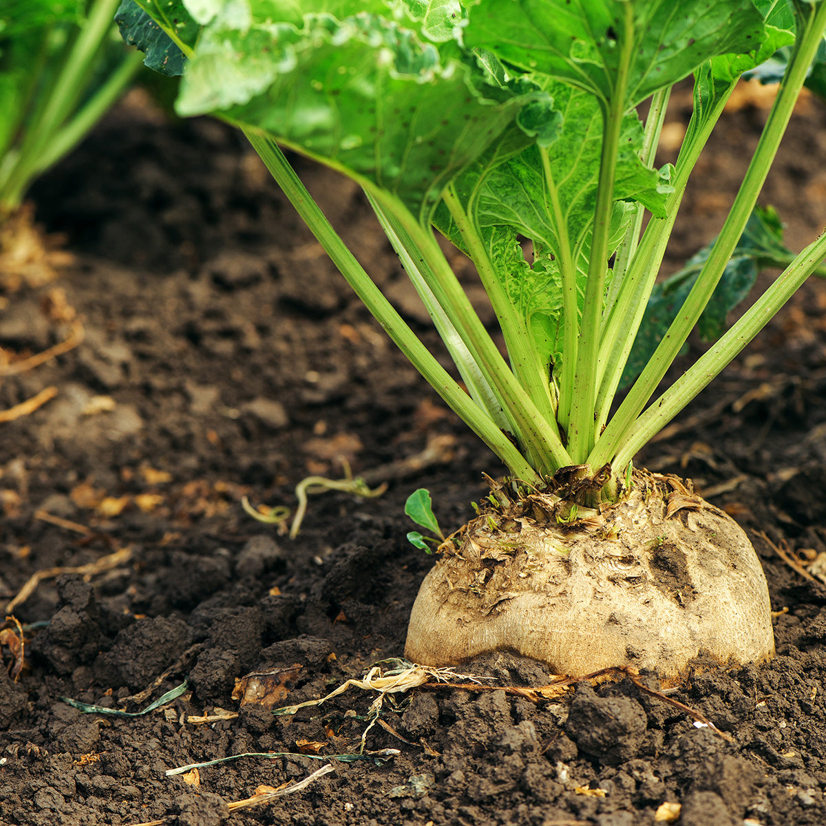turnip seed planting Purely Organic Golden Globe Turnip Seeds