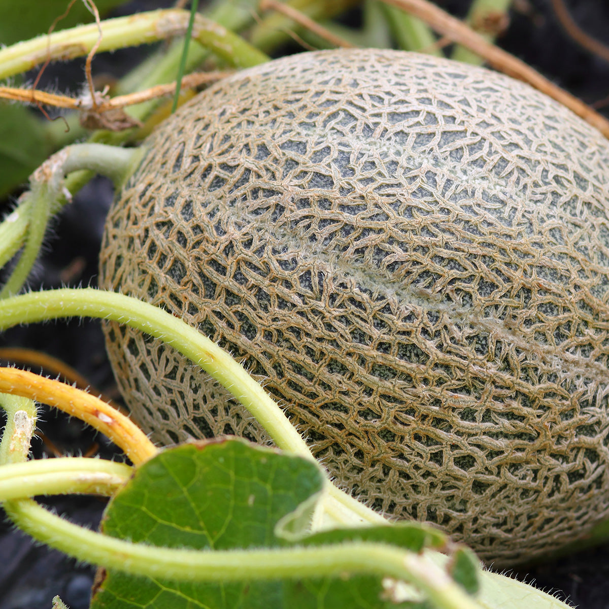 Cantaloupe Growing In Field 
