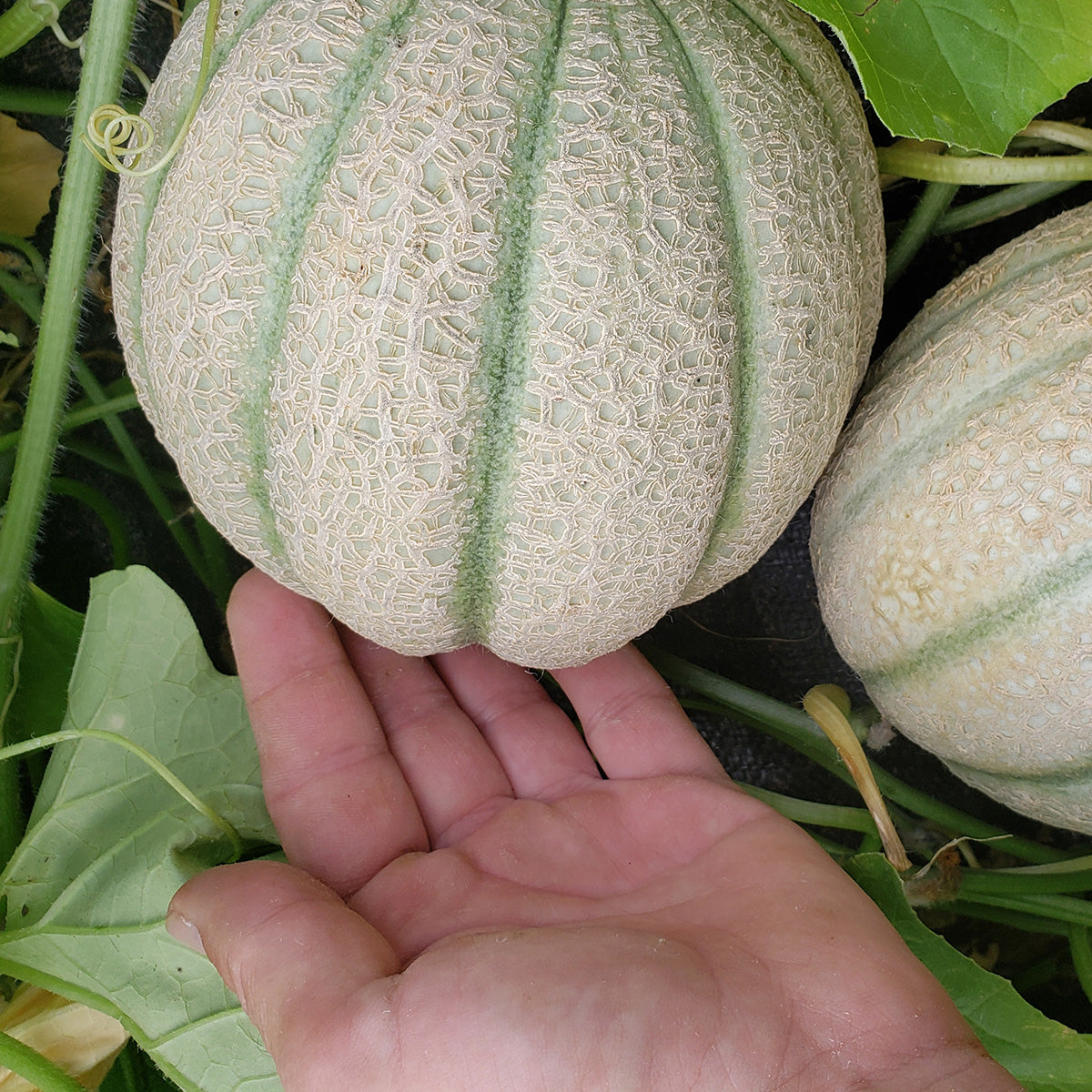 Hand under a cantaloupe 