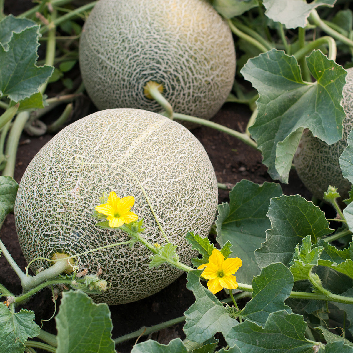 Cantaloupe Growing in a field 