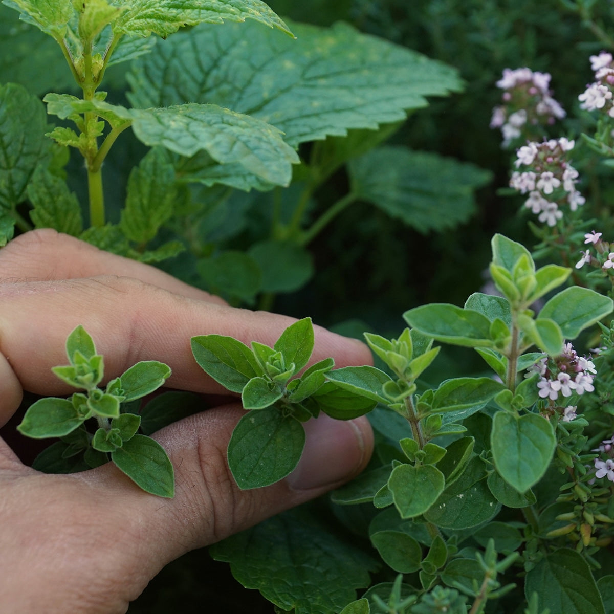 Harvesting Oregano