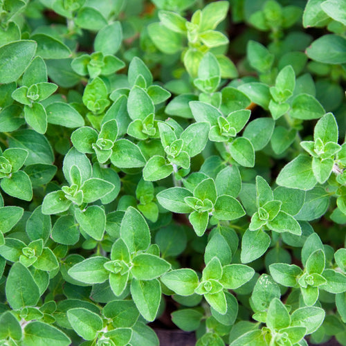 Oregano Growing 