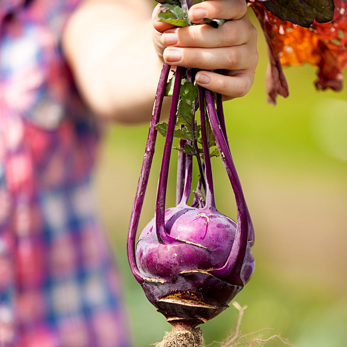 Purely Organic Purple Vienna Kohlrabi Seeds - USDA Organic