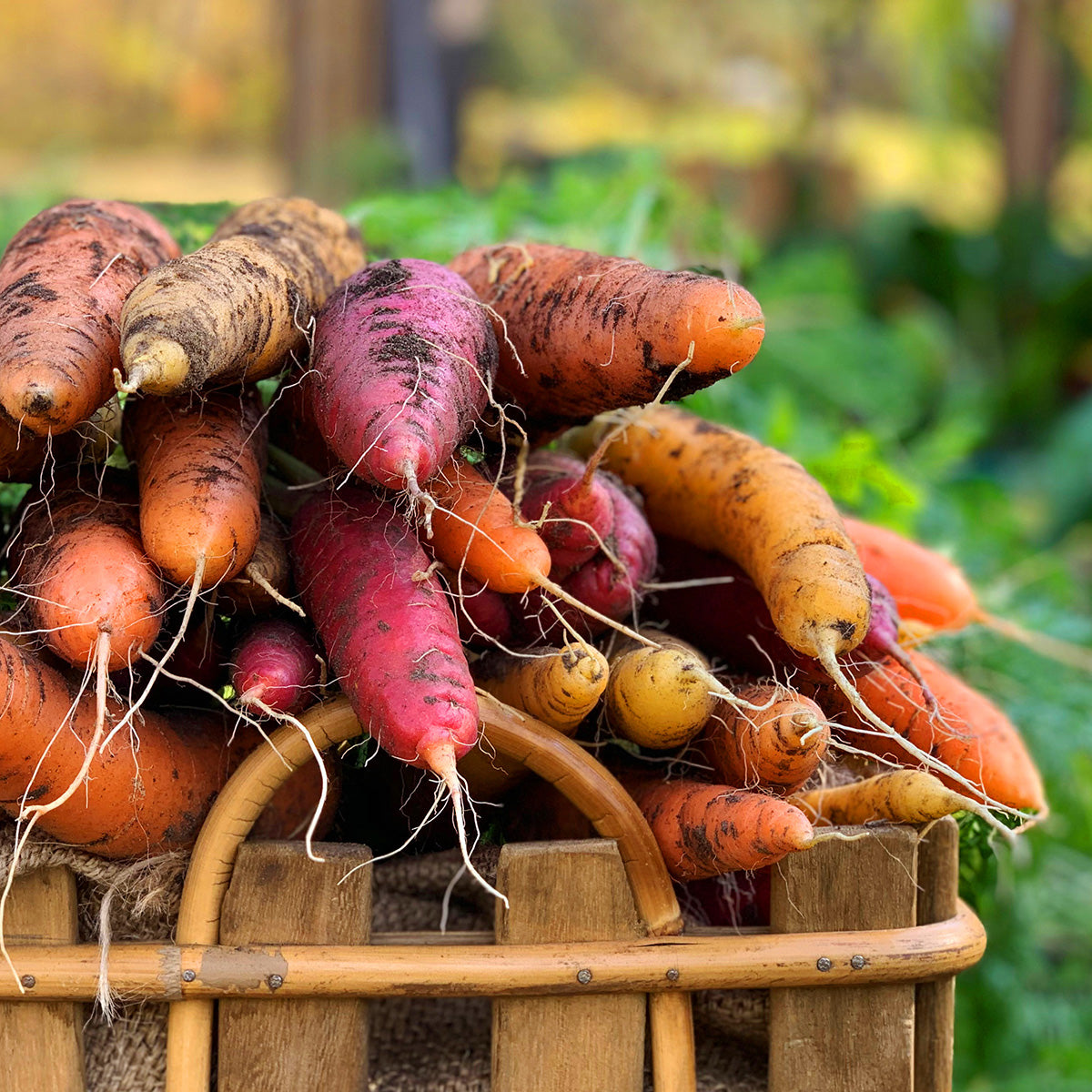 Rainbow Carrots in a wooden basket in outdoor setting 