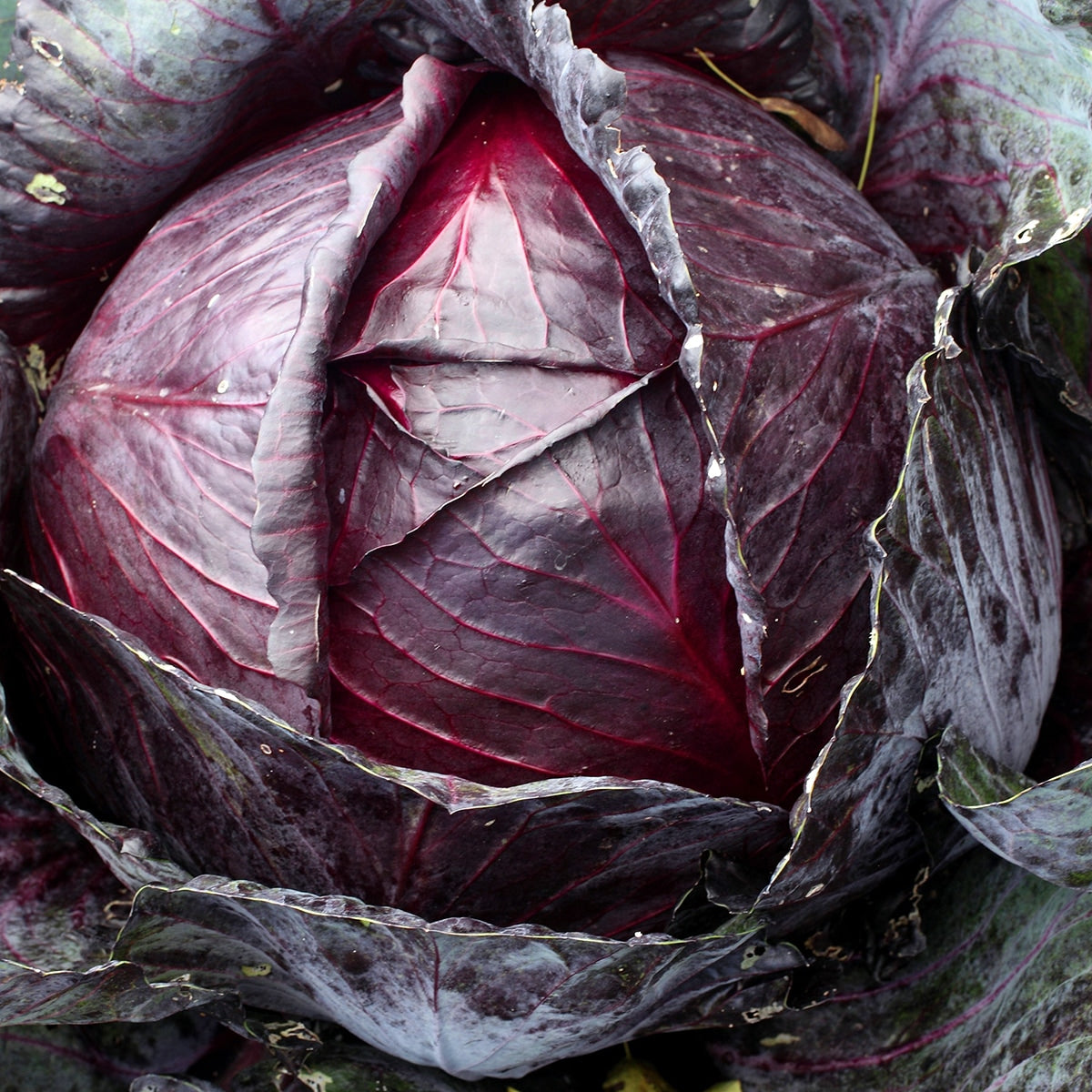 Red Cabbage Growing 