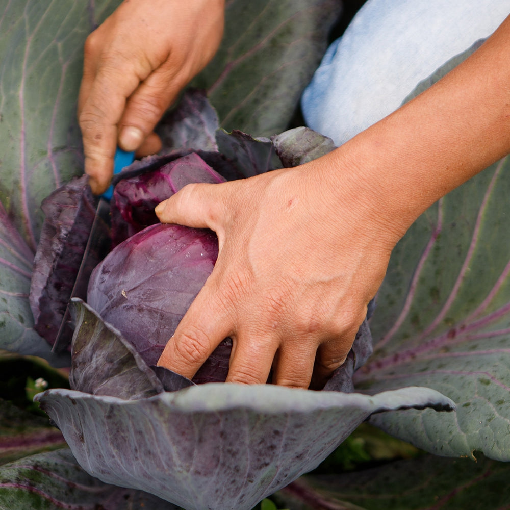 Purely Organic Red Acre Cabbage Seedss - USDA Organic, Non-GMO, Open Pollinated, Heirloom, USA Origin, Vegetable Seeds