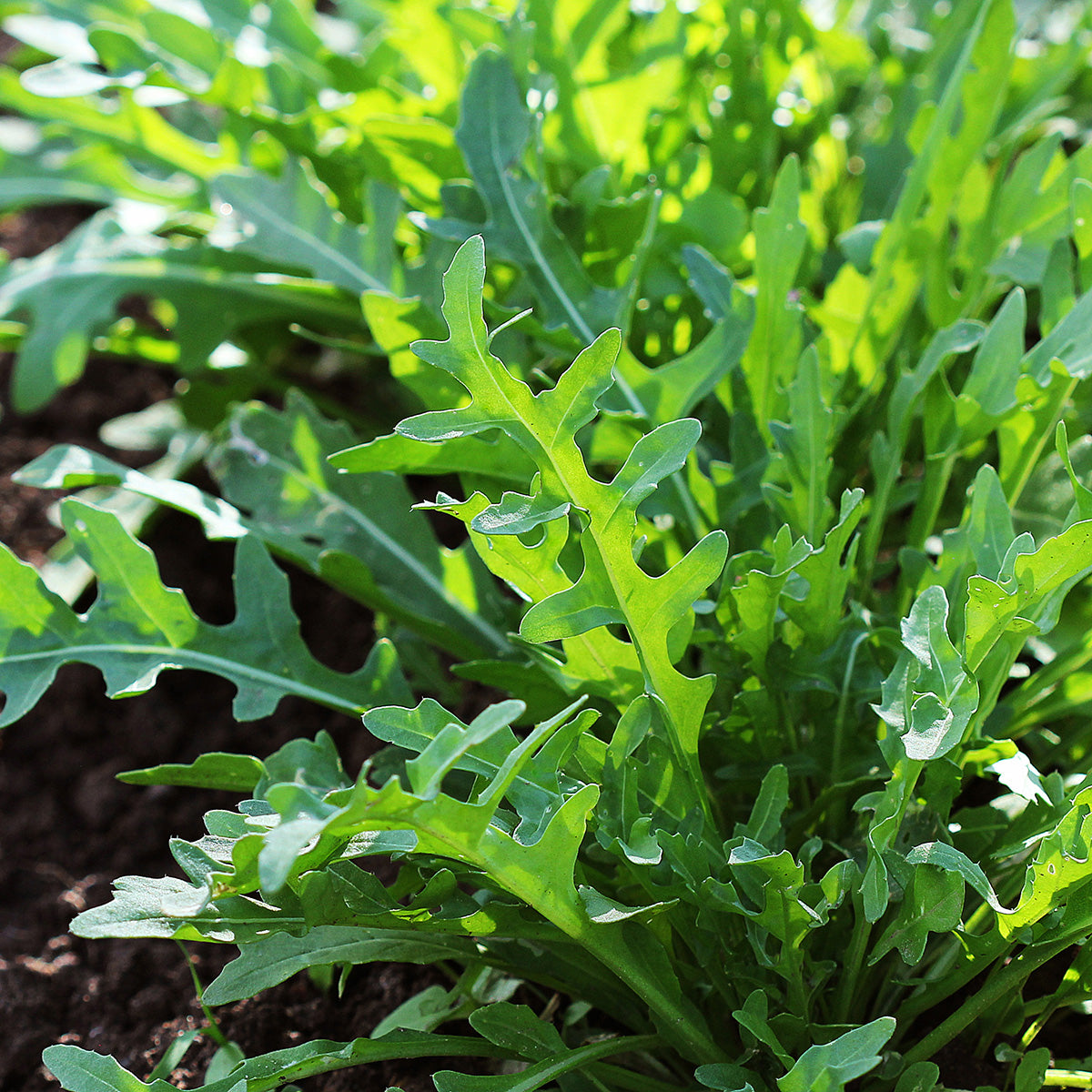 Arugula Growing In Garden