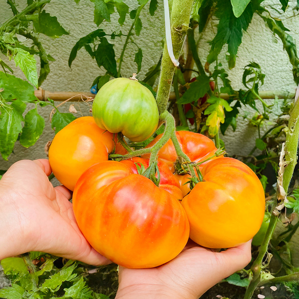 Tomatoes growing on a vine with hands holding them 