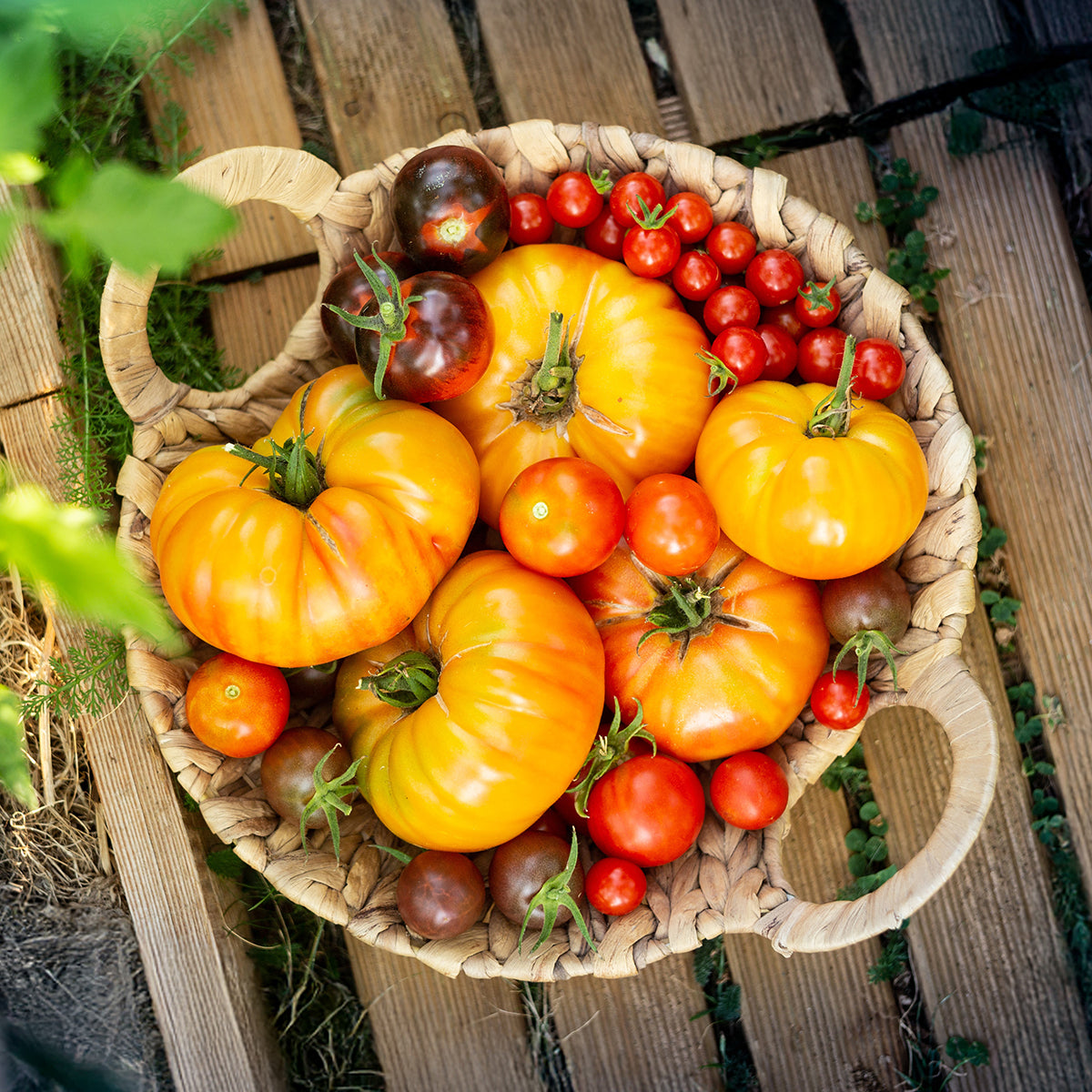 Tomatoes in a wicker baset 