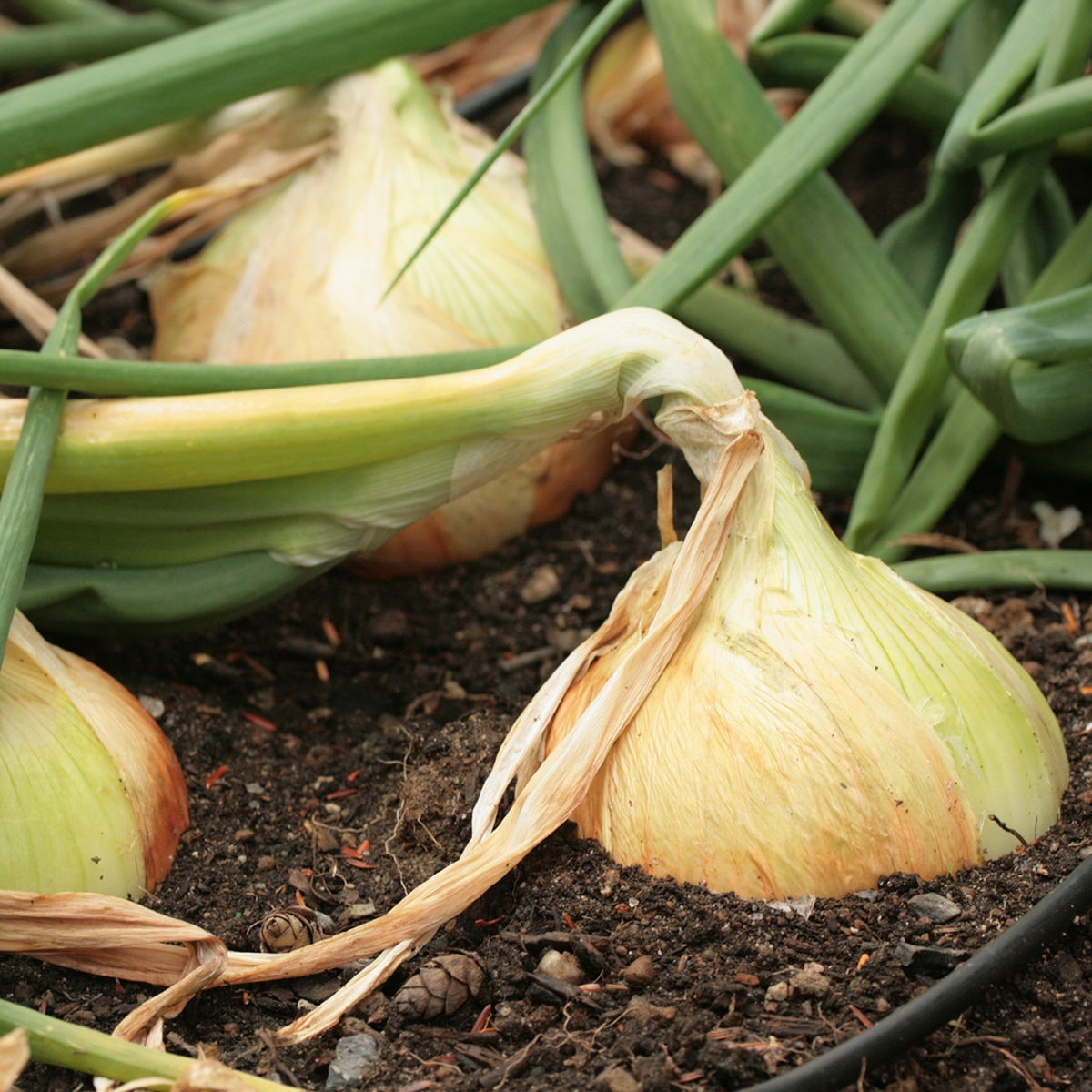 Walla Walla Onions Growing in the garden 