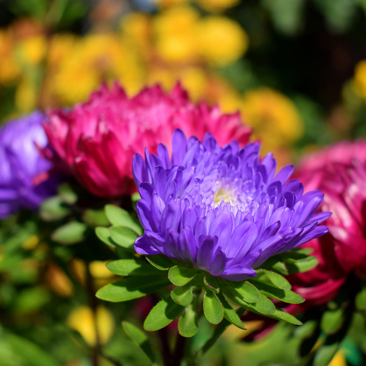 The Old Farmer's Almanac Powder Puff Mix Aster Seeds