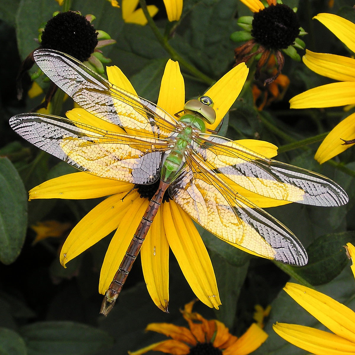 Dragonfly on a black eyed susan