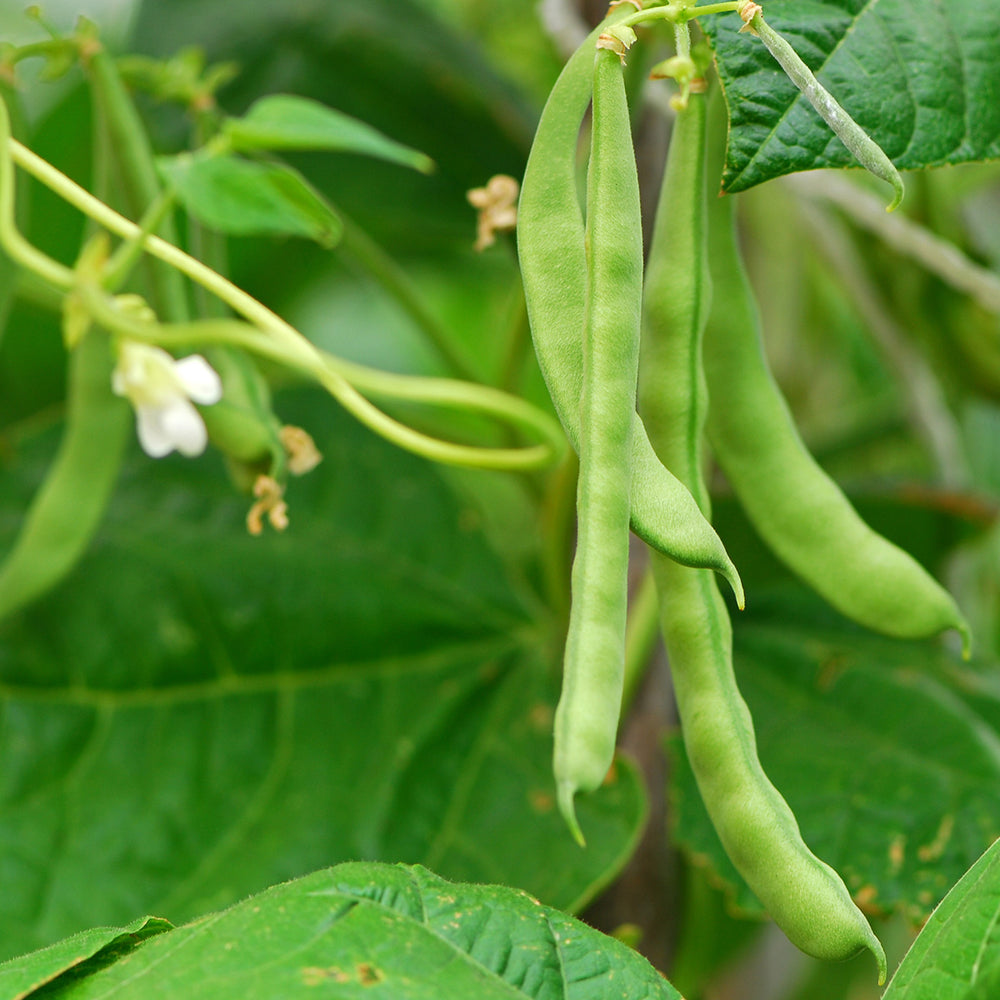 The Old Farmer's Almanac Heirloom Blue Lake Bush Bean Seeds - Premium Non-GMO, Open Pollinated, USA Origin, Vegetable Seeds