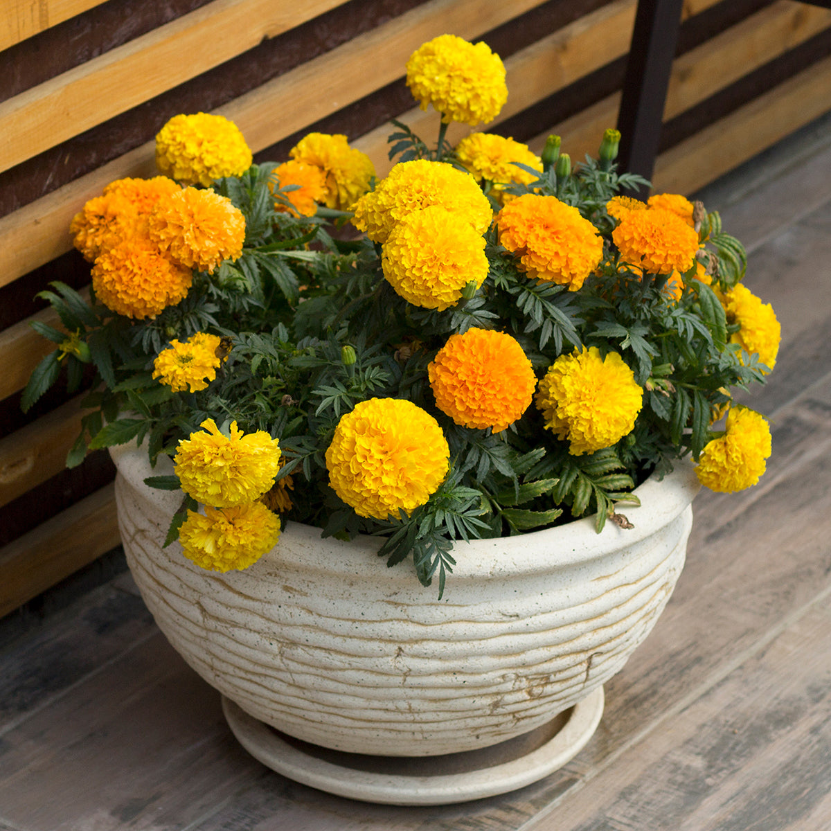 old marigold seeds The Old Farmer's Almanac Crackerjack Mix Marigold Seeds - Premium Non-GMO, Open Pollinated, Flower Seeds