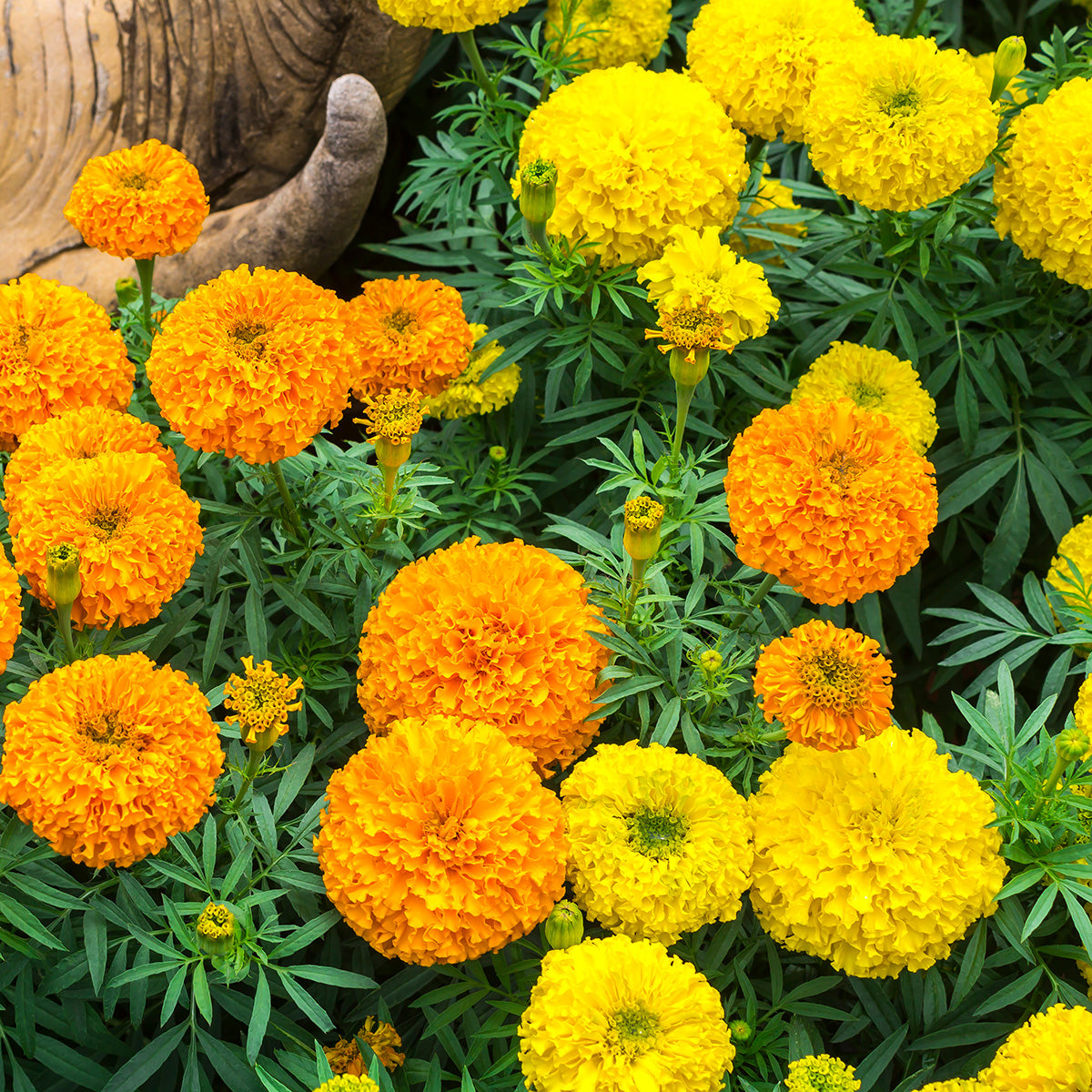 old fashioned marigold seeds The Old Farmer's Almanac Crackerjack Mix Marigold Seeds - Premium Non-GMO, Open Pollinated, Flower Seeds