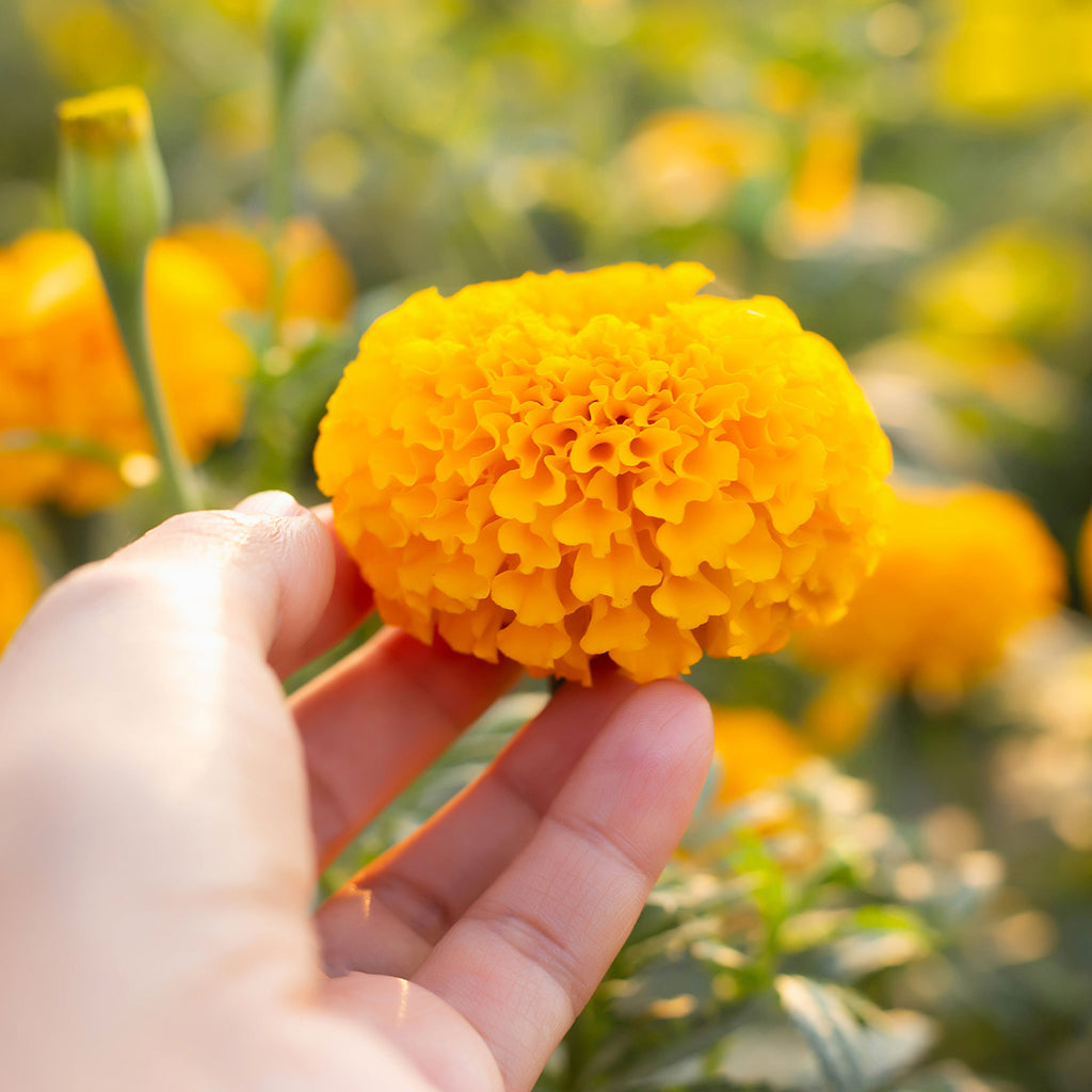 The Old Farmer's Almanac Crackerjack Mix Marigold Seeds