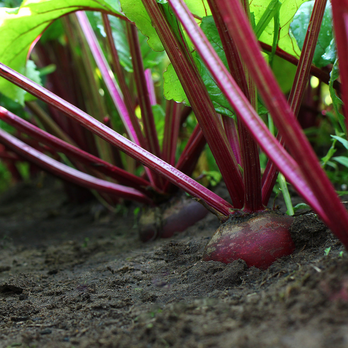 Beets Growing In Garden 